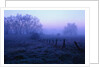 Meadow in the Morning Mist by Anonymous