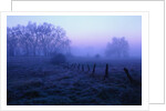 Meadow in the Morning Mist by Anonymous