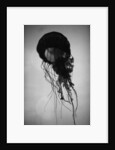 Jellyfish by Anonymous