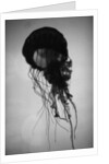 Jellyfish by Anonymous