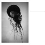 Jellyfish by Anonymous