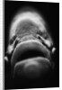 Mouth of Fish by Anonymous