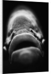 Mouth of Fish by Anonymous