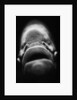 Mouth of Fish by Anonymous