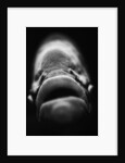 Mouth of Fish by Anonymous