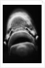 Mouth of Fish by Anonymous