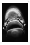 Mouth of Fish by Anonymous