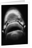 Mouth of Fish by Anonymous