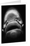 Mouth of Fish by Anonymous