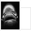Mouth of Fish by Anonymous