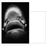 Mouth of Fish by Anonymous