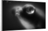 Bulging Eyes of Goldfish by Anonymous