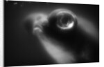 Bulging Eyes of Goldfish by Anonymous
