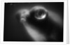 Bulging Eyes of Goldfish by Anonymous