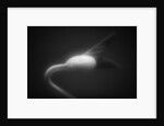Plant Sprout by Anonymous