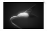 Plant Sprout by Anonymous