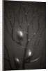 Branching Kelp by Anonymous