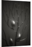 Branching Kelp by Anonymous