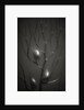 Branching Kelp by Anonymous