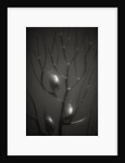 Branching Kelp by Anonymous