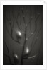 Branching Kelp by Anonymous