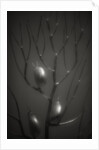 Branching Kelp by Anonymous