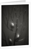 Branching Kelp by Anonymous