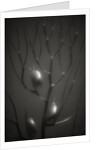 Branching Kelp by Anonymous
