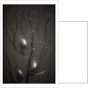 Branching Kelp by Anonymous