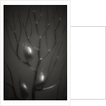 Branching Kelp by Anonymous