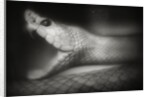 Snake Opening Mouth by Anonymous