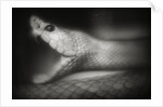Snake Opening Mouth by Anonymous