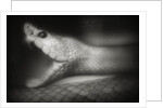 Snake Opening Mouth by Anonymous