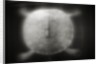 Shell of a Turtle by Anonymous