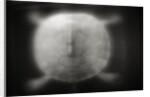 Shell of a Turtle by Anonymous
