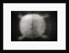 Shell of a Turtle by Anonymous