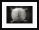 Shell of a Turtle by Anonymous