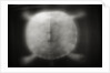 Shell of a Turtle by Anonymous