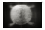 Shell of a Turtle by Anonymous