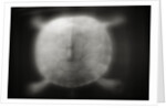 Shell of a Turtle by Anonymous
