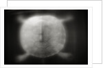 Shell of a Turtle by Anonymous