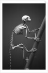 Primate Skeleton on Display by Anonymous