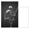 Primate Skeleton on Display by Anonymous