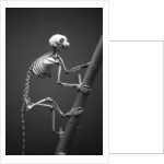 Primate Skeleton on Display by Anonymous