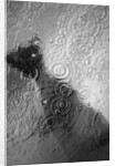 Raindrop Ripples on Fish Underwater by Anonymous