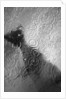 Raindrop Ripples on Fish Underwater by Anonymous