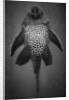 Bottom View of Catfish by Anonymous