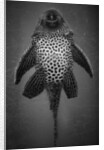 Bottom View of Catfish by Anonymous