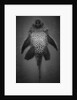 Bottom View of Catfish by Anonymous