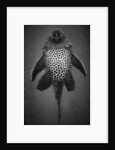 Bottom View of Catfish by Anonymous